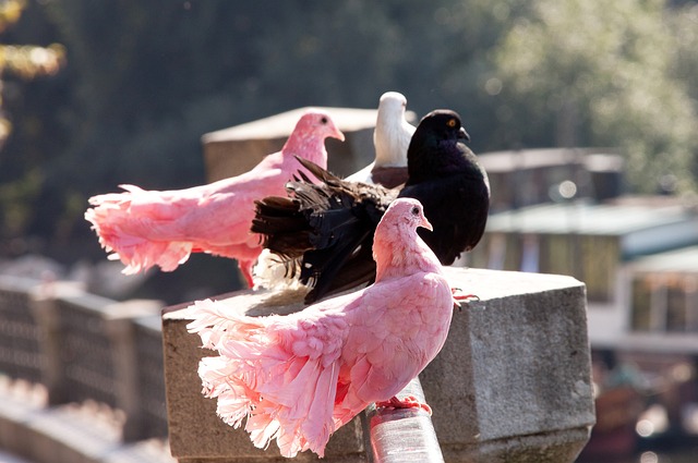 什琴斯尼的 什琴斯尼的